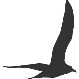 gull-bird-flying-shape